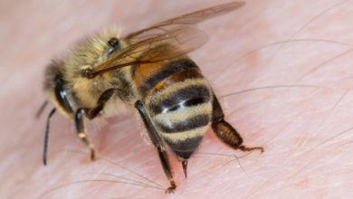 علاج قرص النحل