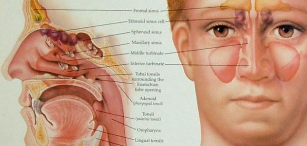 علاج حساسية الجيوب الانفية ما بين أساليب علاجية منزلية وأساليب علاجية دوائية