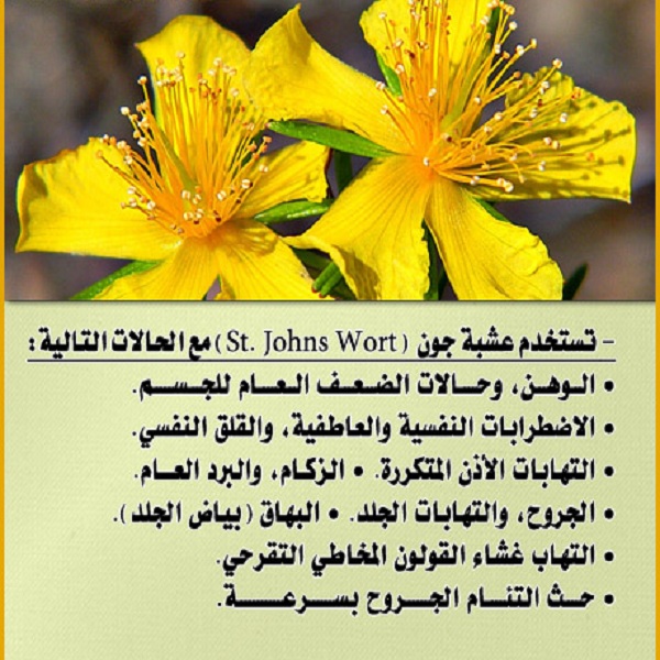 سعر ومواصفات كبسولات نبتة سانت جون لعلاج الاكتئاب