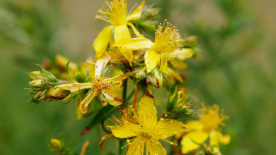 نبتة سانت جون St. Johns Wort لـ علاج الإكتئاب والاضطرابات النفسية