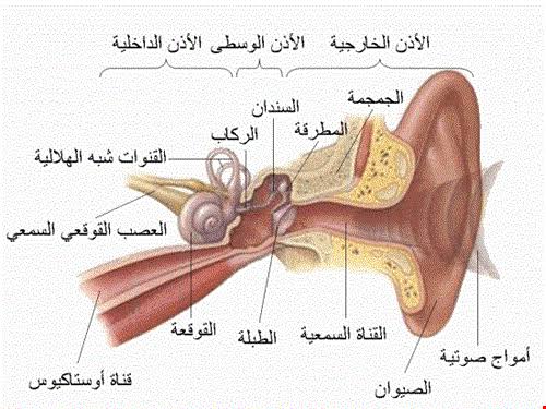 علاج التهاب الأذن الوسطى بين الأدوية والجراحة