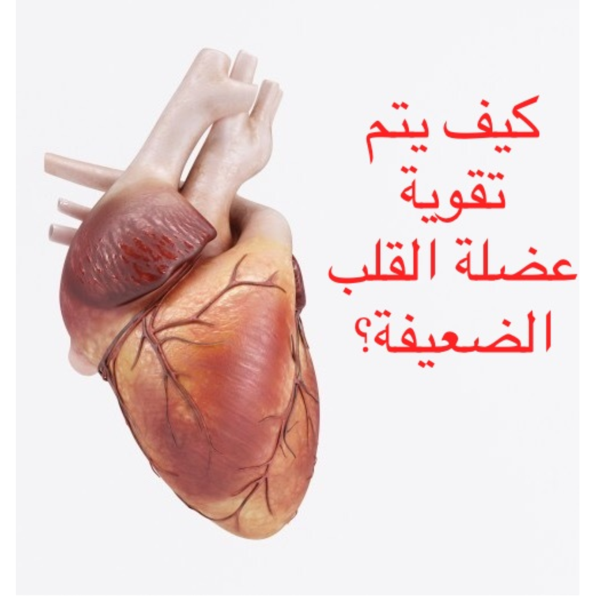 اسباب ضعف عضله القلب وعلاجها