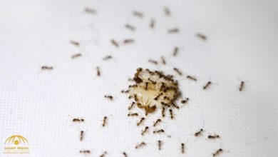 علاج النمل