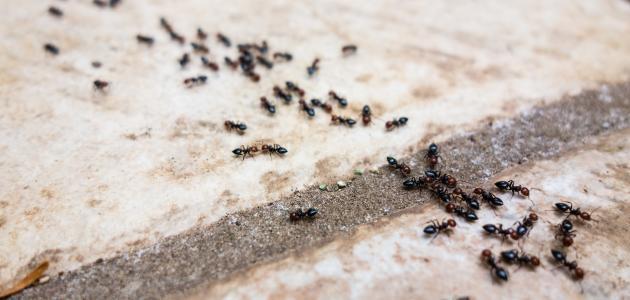علاج النمل