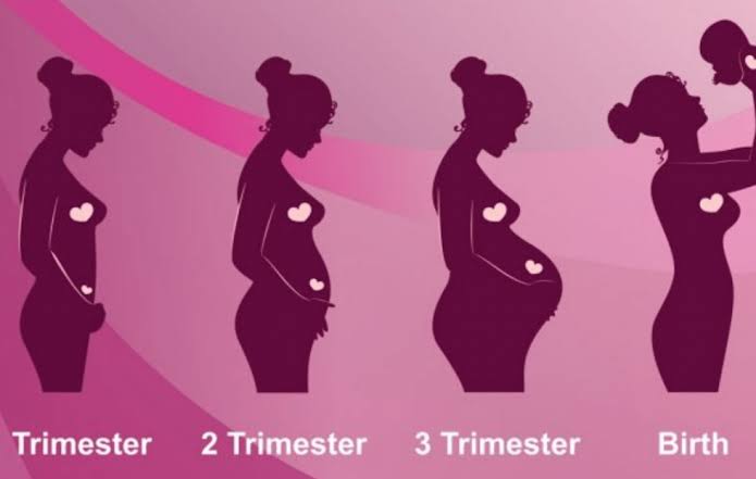 حاسبة الحمل وتطور الجنين