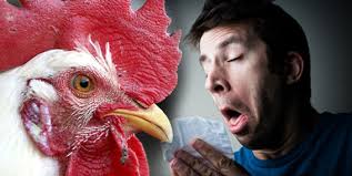 اعراض انفلونزا الطيور مشابهة للانفلونزا العادية