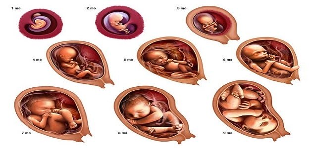 شكل الجنين في الرحم خلال شهور الحمل
