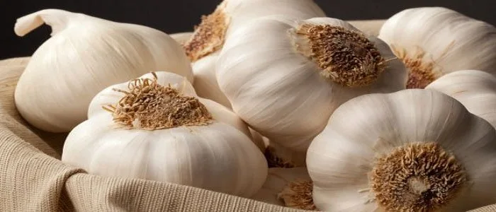 علاج السنط بالثوم