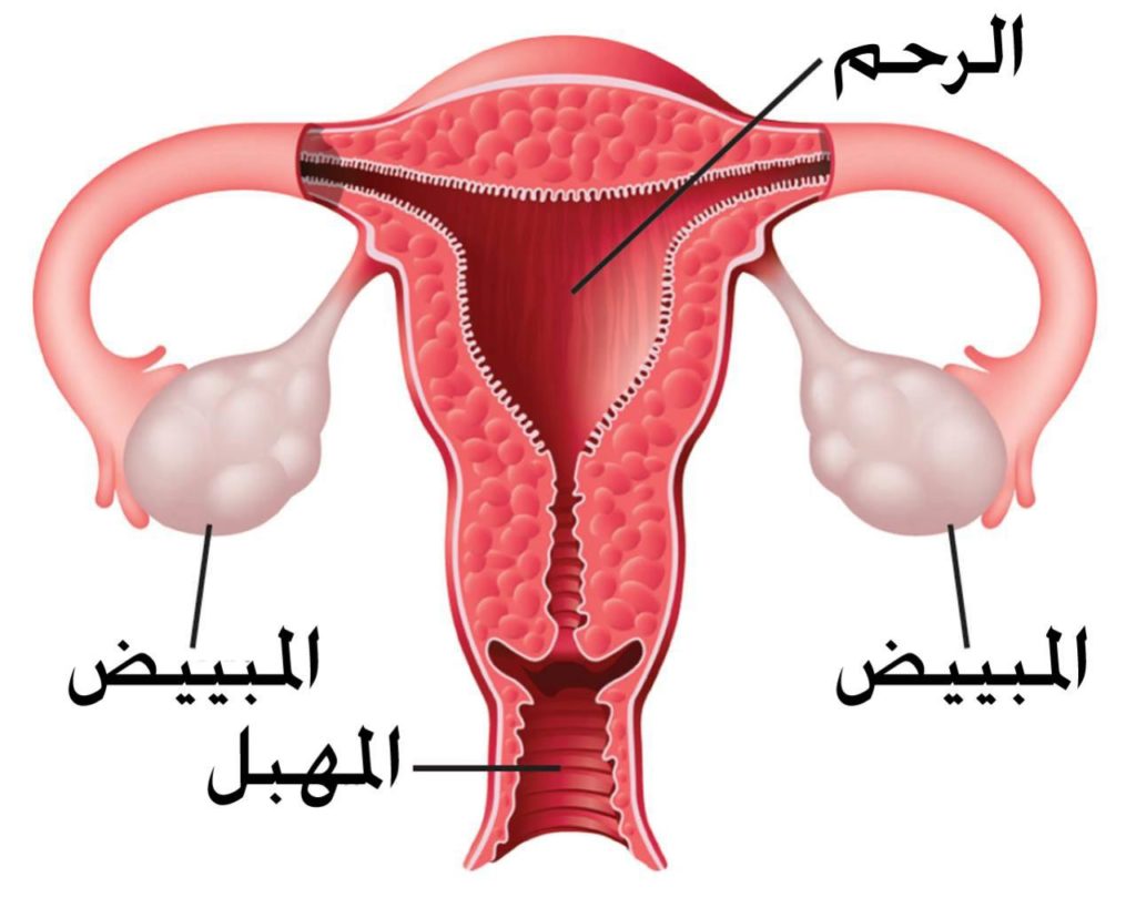 قد يكون الخلل في الهرمونات هو السبب في الحمل خارج الرحم