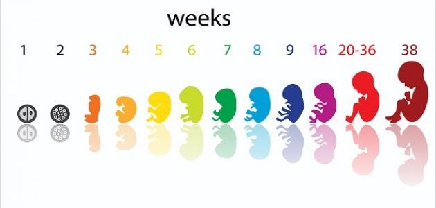 حساب الحمل بالاسابيع مهم لتحديد موعد الولادة