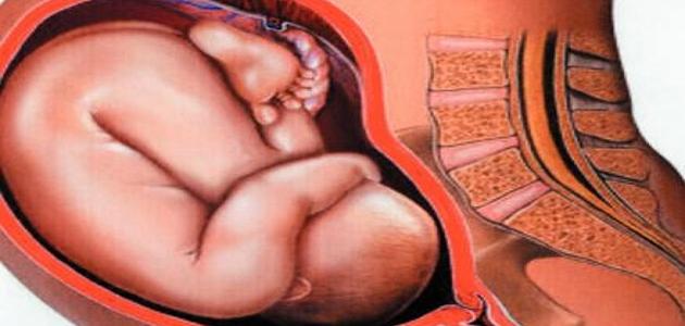 خلال الشهر الثامن ينحدر رأس الجنين نحو الاسفل استعدادا للولادة
