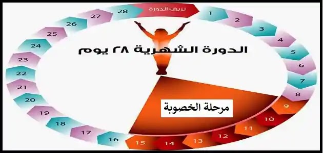 فترة الخصوبة