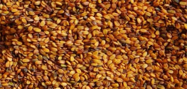 معلومات عن حب الرشاد