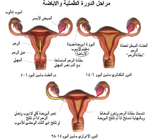 مراحل الدورة الشهرية والاباضة 