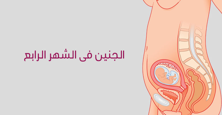 اعراض الحمل في لشهر الرابع