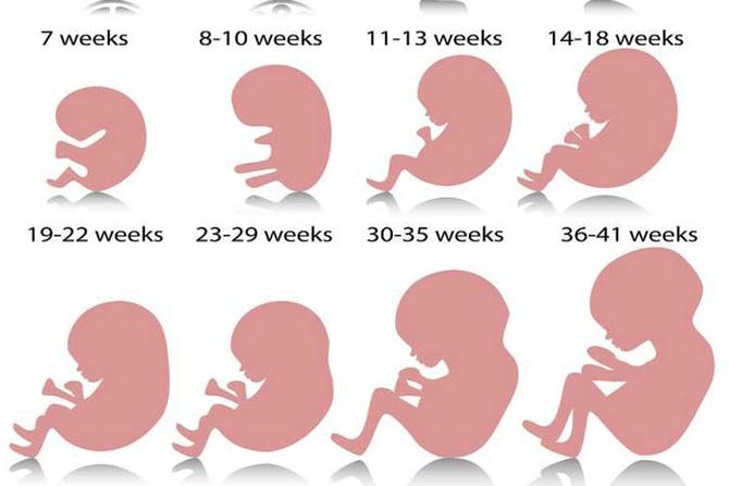 اعراض الحمل في الشهر الرابع للأم وتطور الجنين