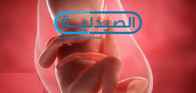 تطور الجنين في المرحلة الأخيرة للحمل