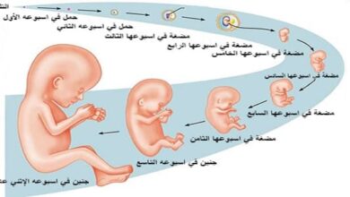 مراحل تطور الجنين