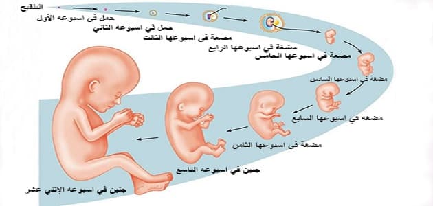مراحل تطور الجنين حتى الولادة