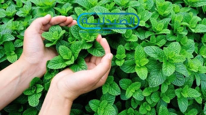 اضرار النعناع فوائد واستخدامات النعناع