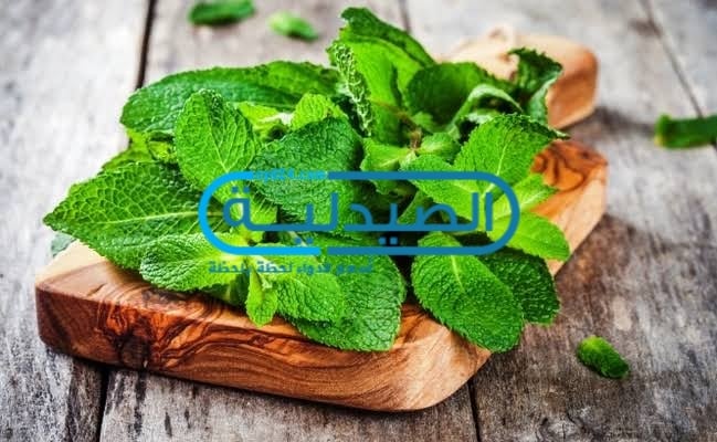 اضرار النعناع فوائد واستخدامات النعناع