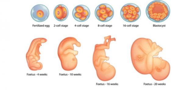 مراحل تطور الجنين حتى الولادة