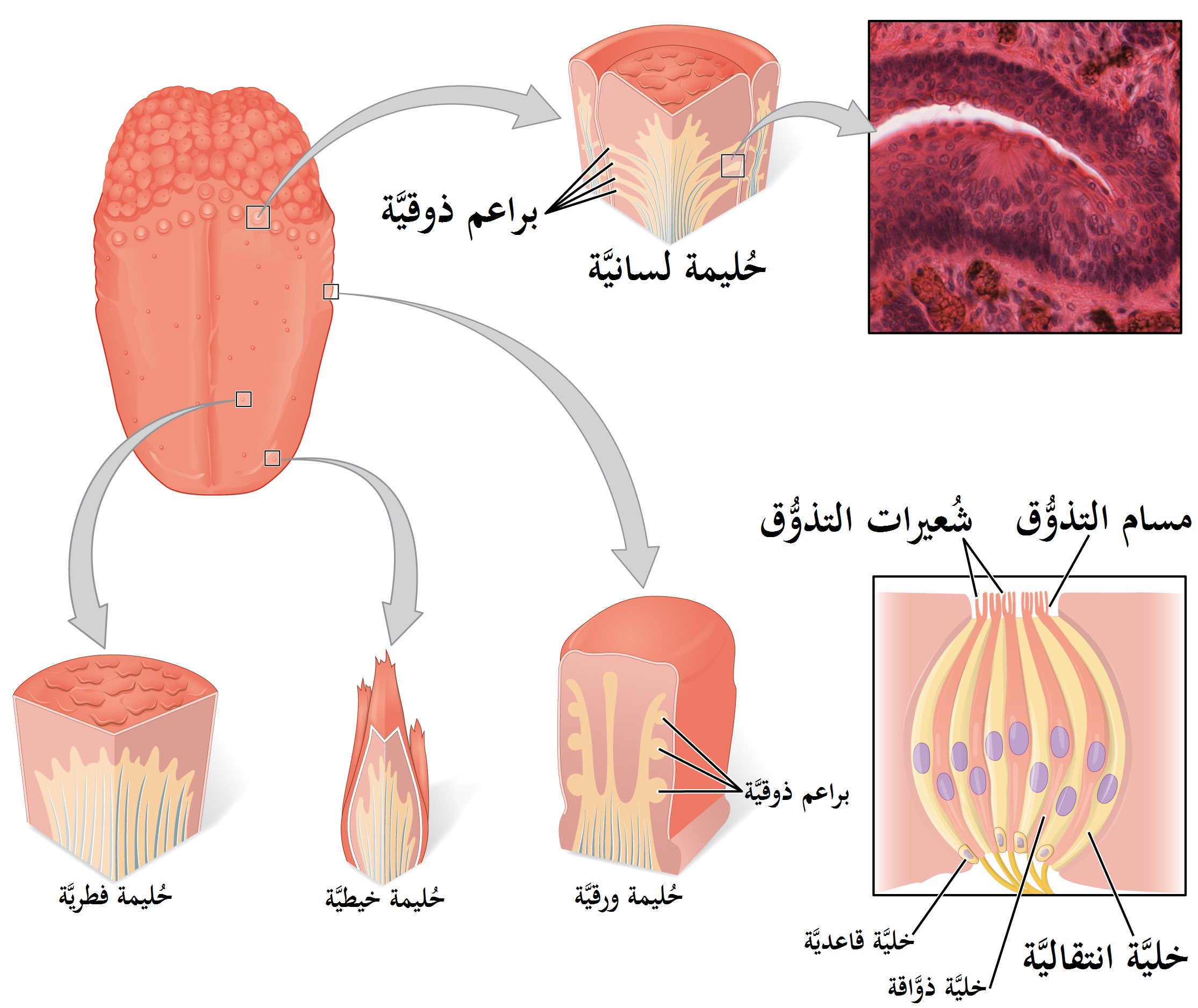 اسباب الاصابة بفطريات اللسان