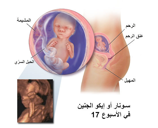 التغيرات في شكل الام والجنين 