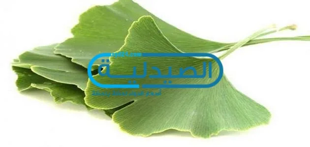 فوائد وأضرار أعشاب الجنكة