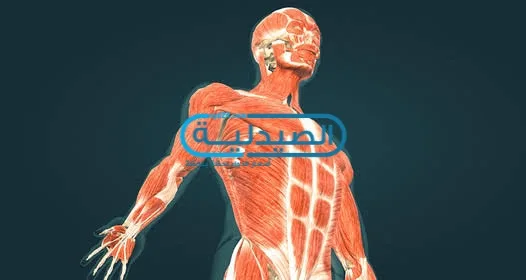 علاج آلام العضلات والشد العضلي