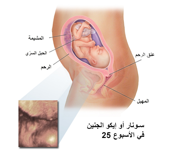 سونار الجنين في الشهر السادس