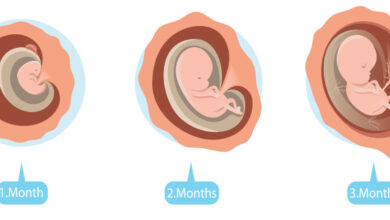 تكوين الجنين