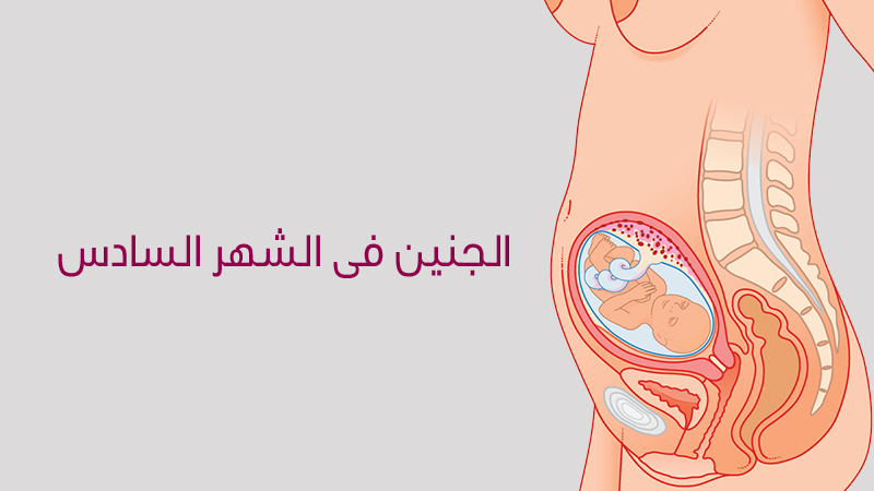 تطورات الجنين في الشهر السادس