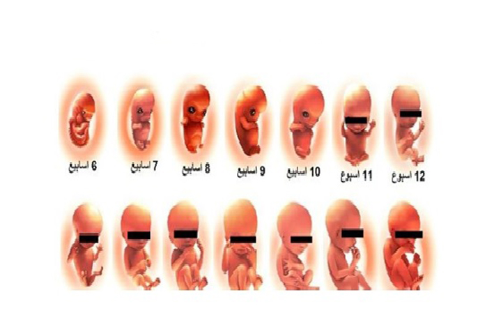 مراحل نمو الجنين