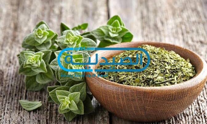 فوائد وأضرار الزعتر