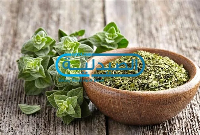 فوائد وأضرار الزعتر