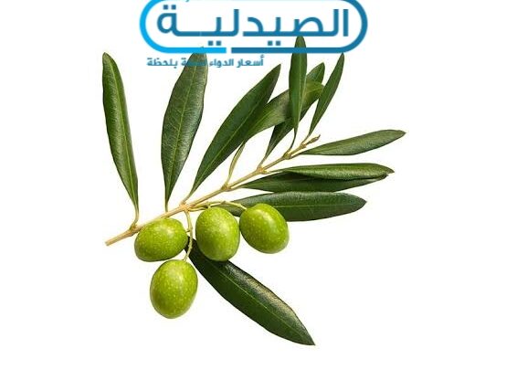 فوائد وأضرار ورق الزيتون