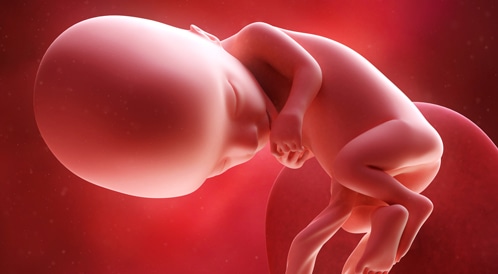 تطور الجنين في الأسبوع 13 من الحمل