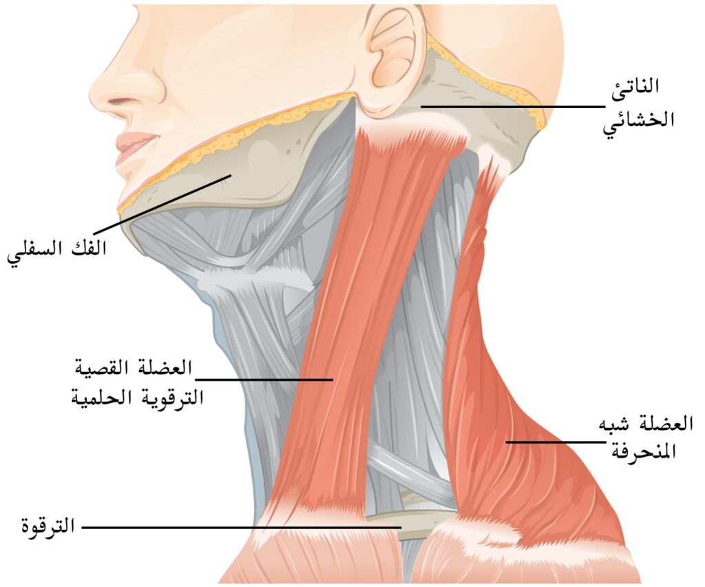 علاج الم الرقبة من الخلف