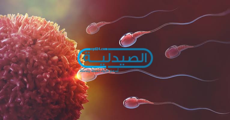 علامات الإباضة وتلقيح البويضة