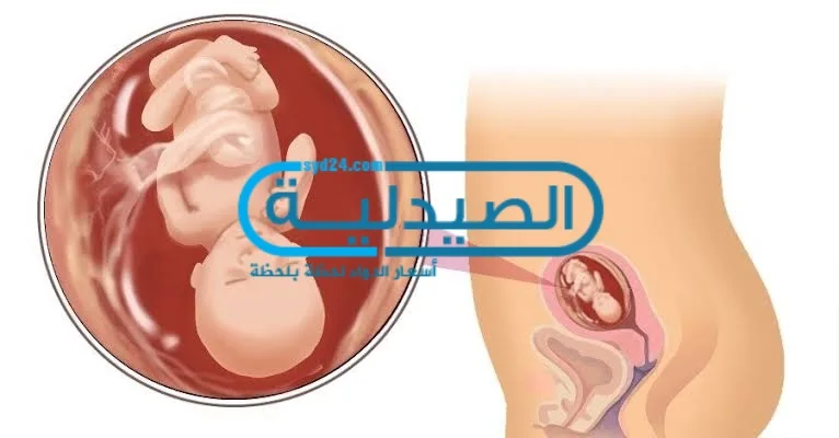 حجم الجنين في الشهر الخامس ومعلومات حول فترة منتصف الحمل الجنين في الشهر الخامس