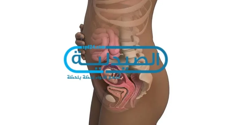 حجم الجنين في الشهر الخامس ومعلومات حول فترة منتصف الحمل الجنين في الشهر الخامس