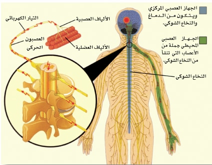 كيف يؤثر الجهاز العصبي على الرقبة والكتف ؟