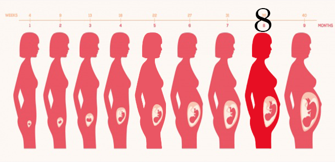 تطورات نشأة الجنين