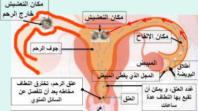 مراحل تخصيب البويضة