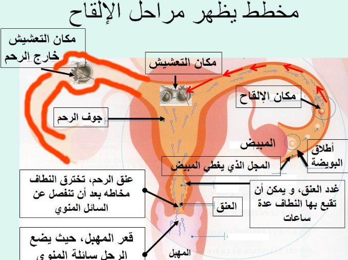 مراحل تخصيب البويضة