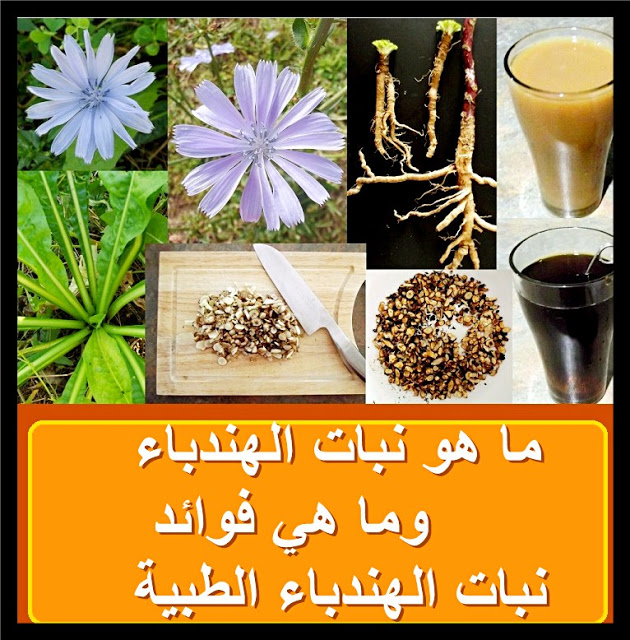 محاذير استهلاك الهندباء