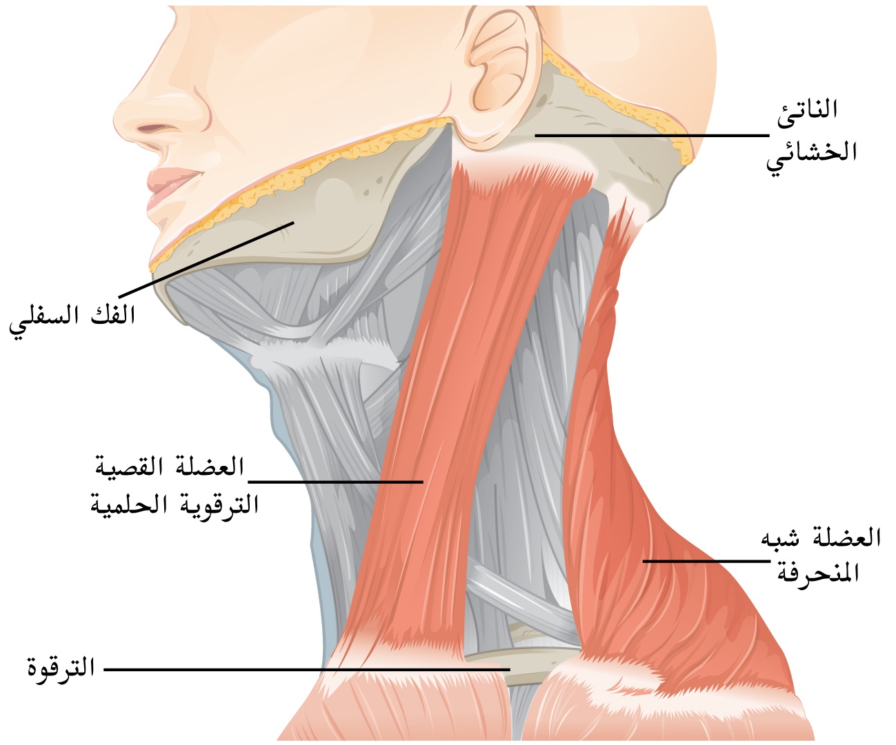 كيف تصاب بـ ألم الكتف والرقبة ؟