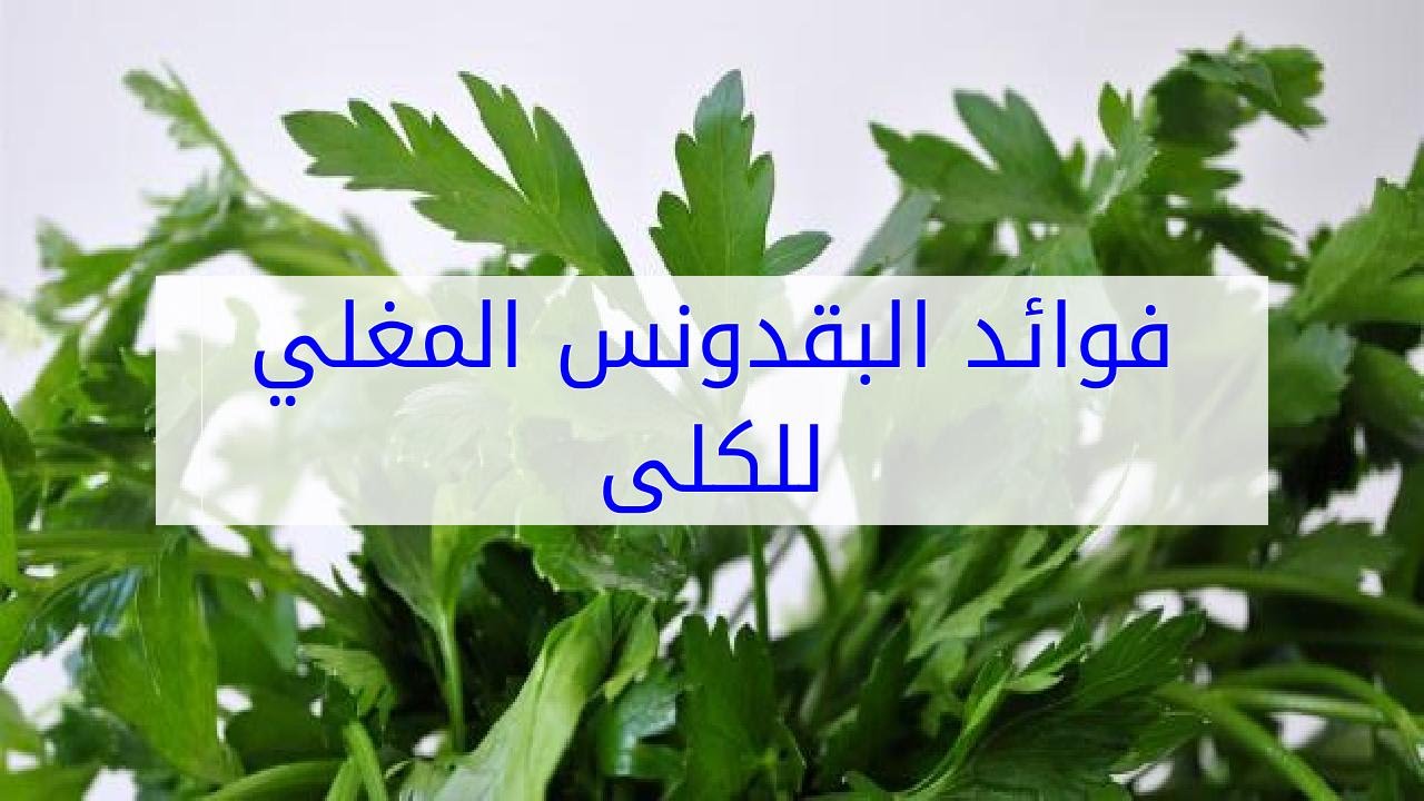 هل مغلي البقدونس مضر لـ الكلى ؟