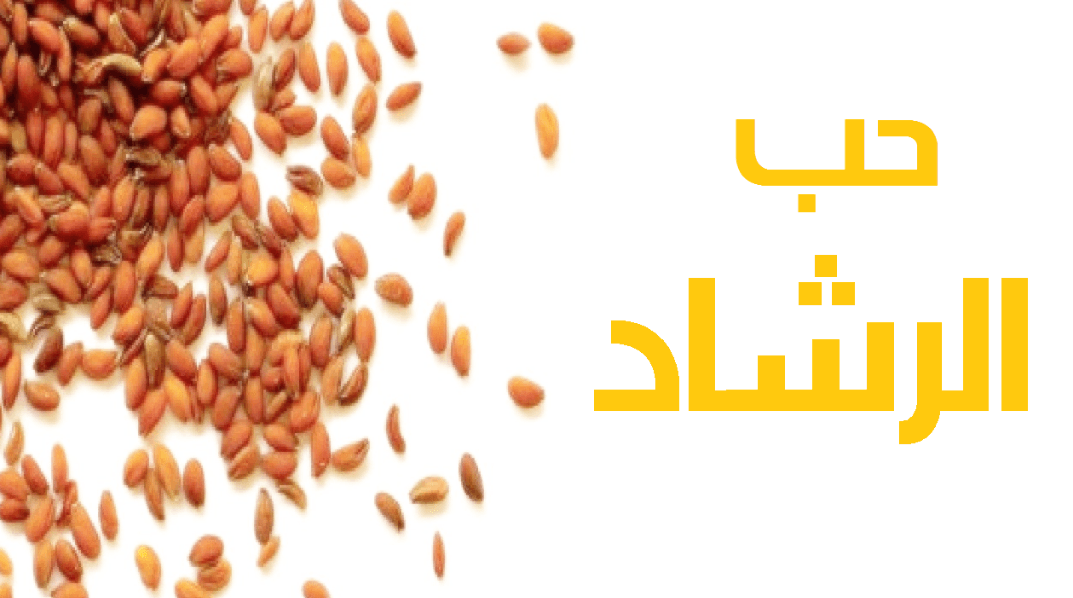 فوائد وأضرار حب الرشاد